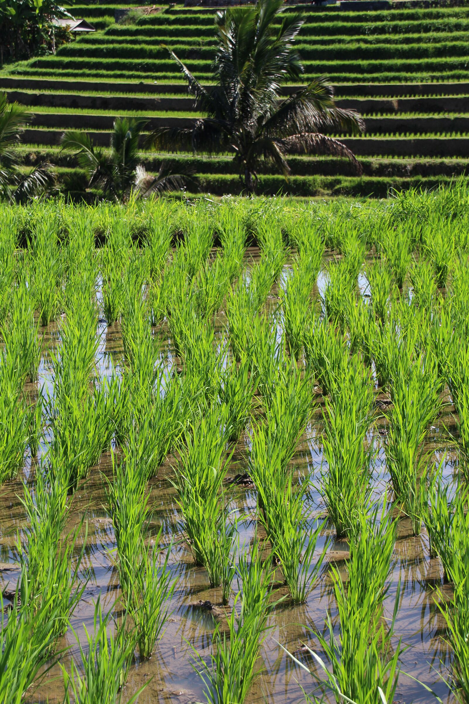 Canon EOS 700D (EOS Rebel T5i / EOS Kiss X7i) sample photo. Bali, rice fields, jatiluwih photography