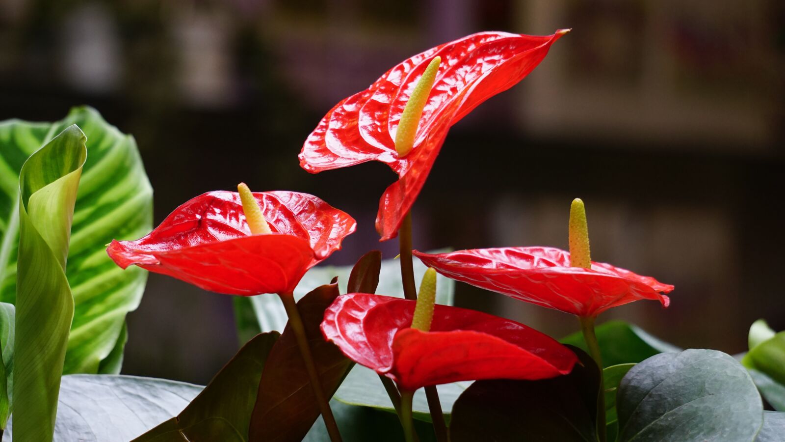 Sony E 55-210mm F4.5-6.3 OSS sample photo. Plant, flower, garden photography