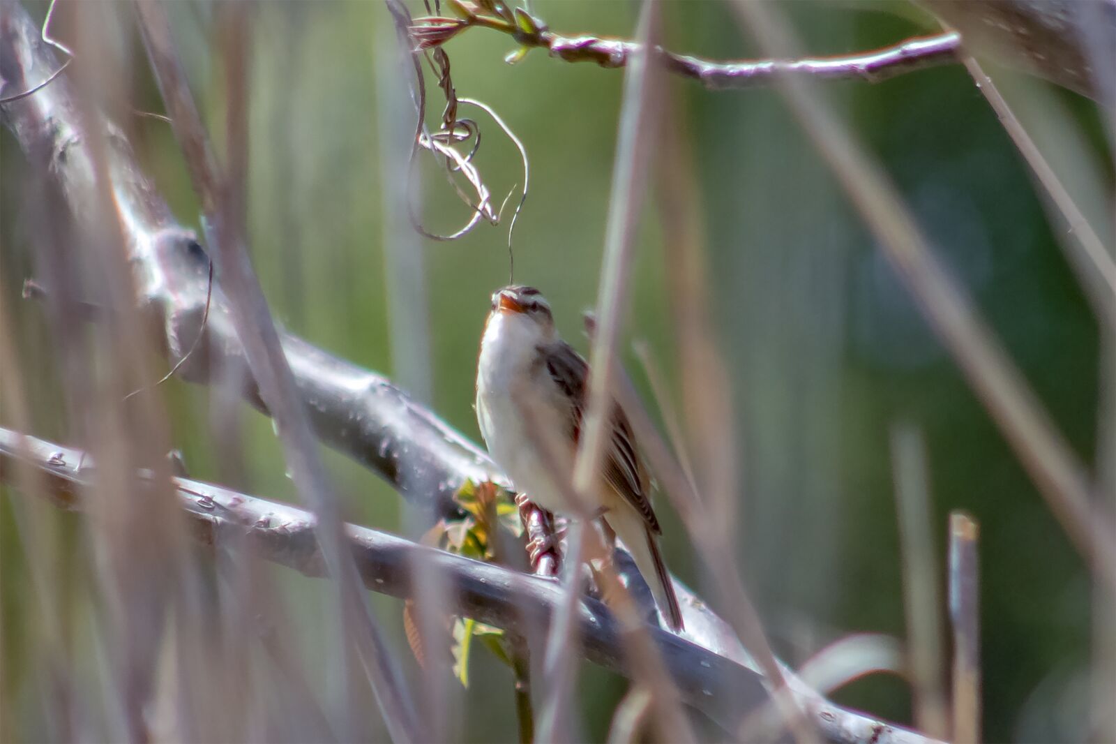 Canon EF75-300mm f/4-5.6 sample photo. God's name, sparrow-shaped, n photography