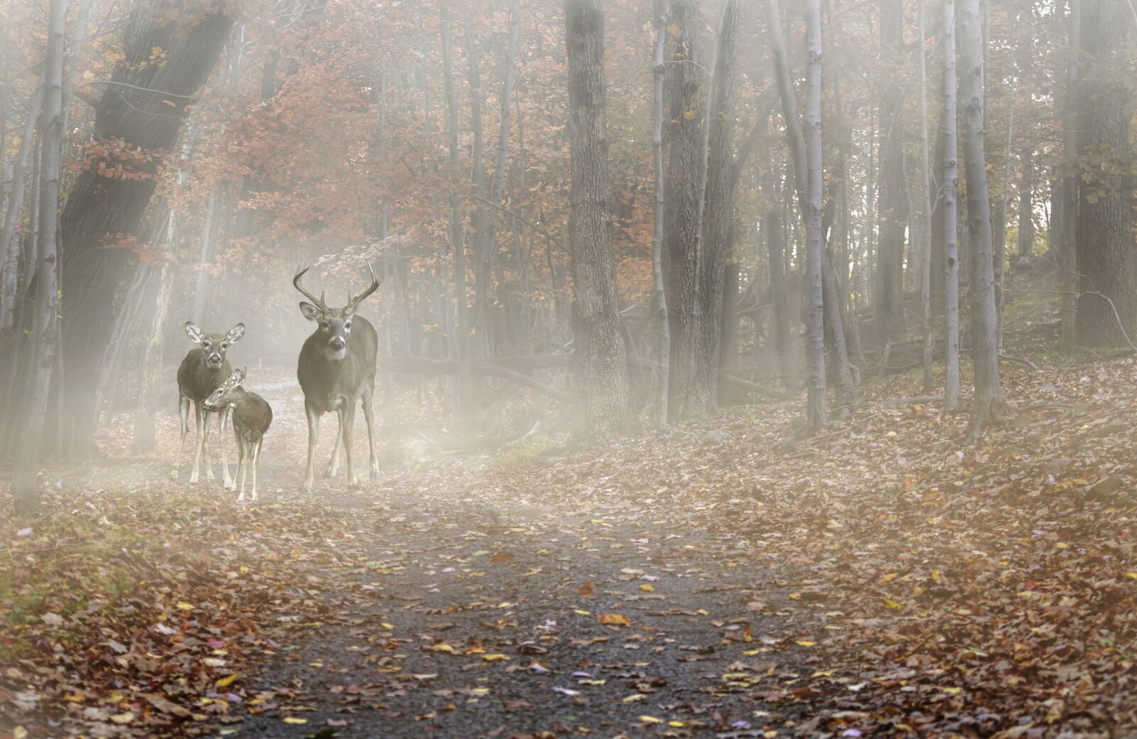 Canon EOS 7D + Canon EF 70-200mm F4L USM sample photo. Deer, deer family, forest photography