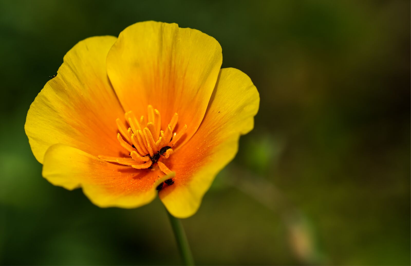 Nikon D5500 sample photo. Flower, yellow, orange photography