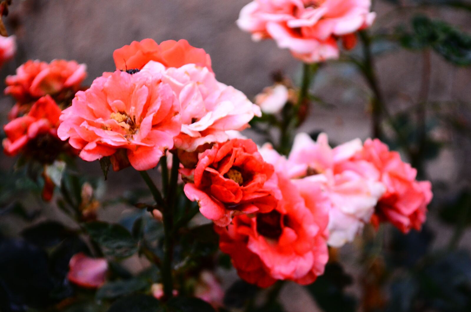 Nikon D5100 sample photo. People, nature, landscape photography