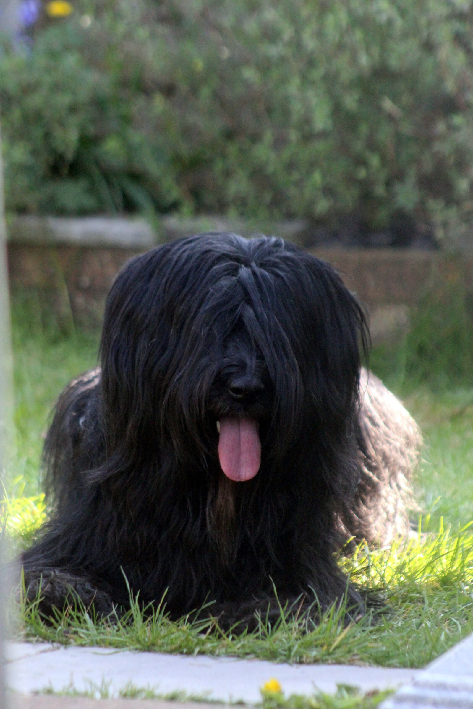 Canon EOS 4000D (EOS Rebel T100 / EOS 3000D) sample photo. Canine, dog, pet photography