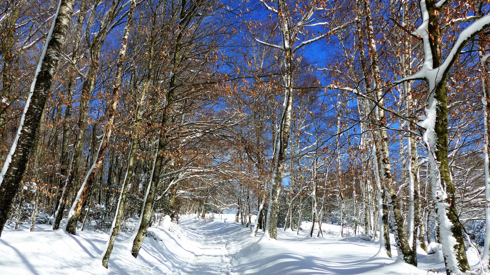 Panasonic Lumix DMC-FZ200 sample photo. Snow, winter, wood photography