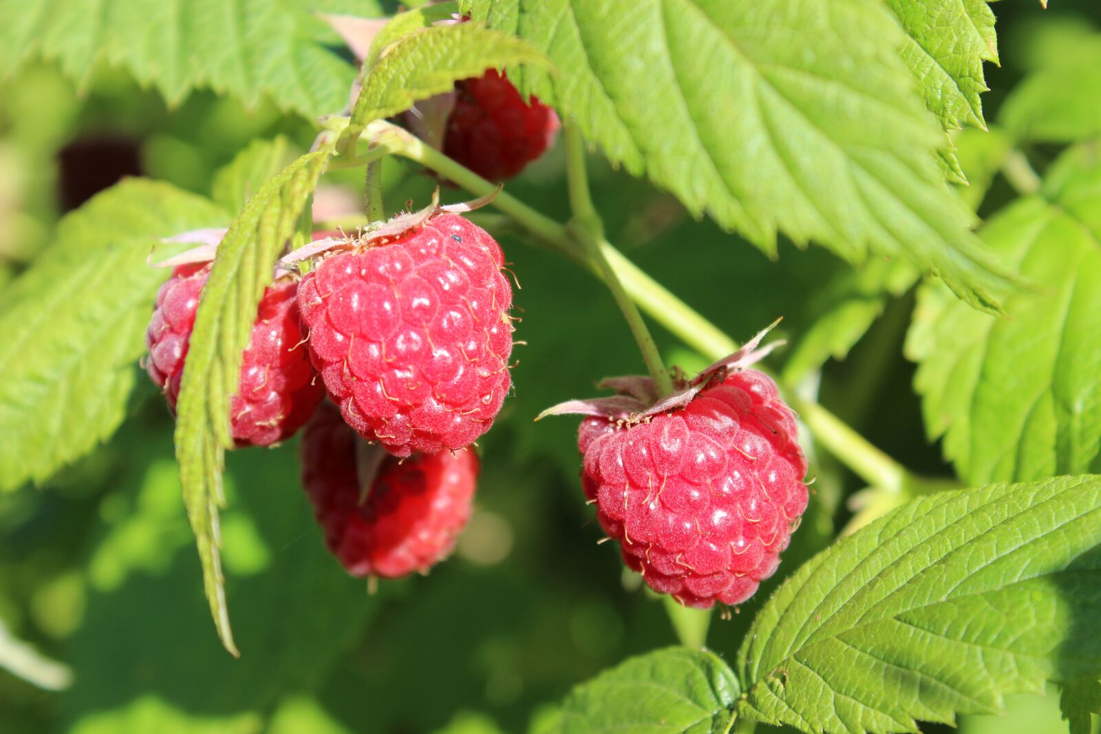 Canon EOS 600D (Rebel EOS T3i / EOS Kiss X5) sample photo. Raspberries, garden plant, nature photography