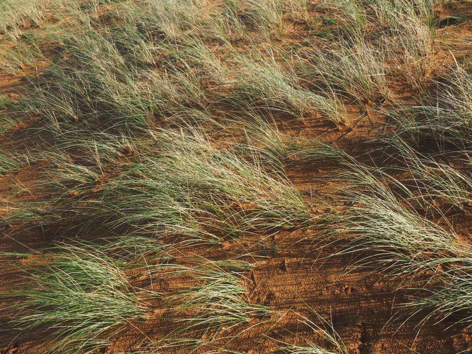 Olympus OM-D E-M1 + Olympus M.Zuiko Digital ED 12-40mm F2.8 Pro sample photo. Ordinary beach oats, plant photography