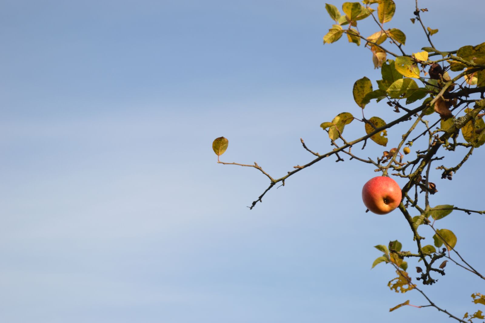Nikon D3200 sample photo. Apple, fall, tree photography