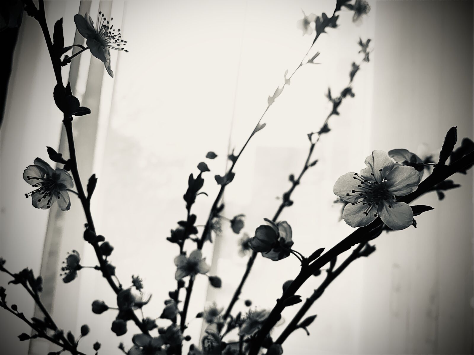 iPhone XR back camera 4.25mm f/1.8 sample photo. Blossom, spring, colorless photography