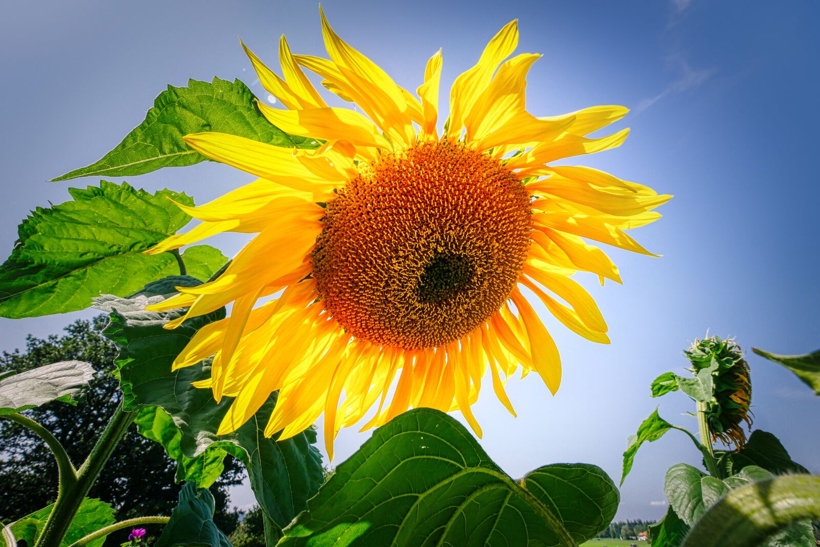 Panasonic Lumix DMC-GX8 sample photo. Sunflower, flower, yellow photography