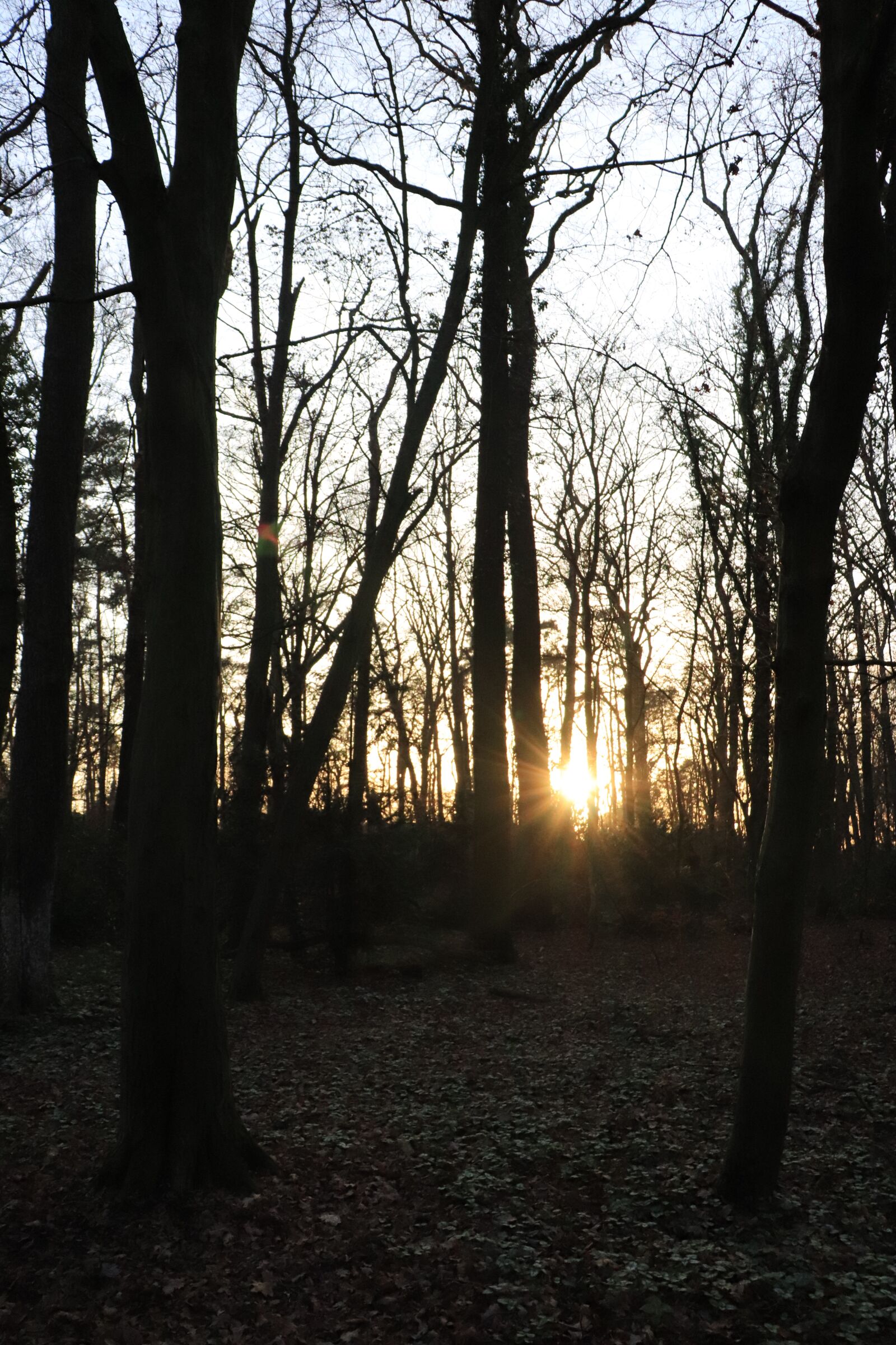 Canon EOS 200D (EOS Rebel SL2 / EOS Kiss X9) sample photo. Evening, forest, nature photography