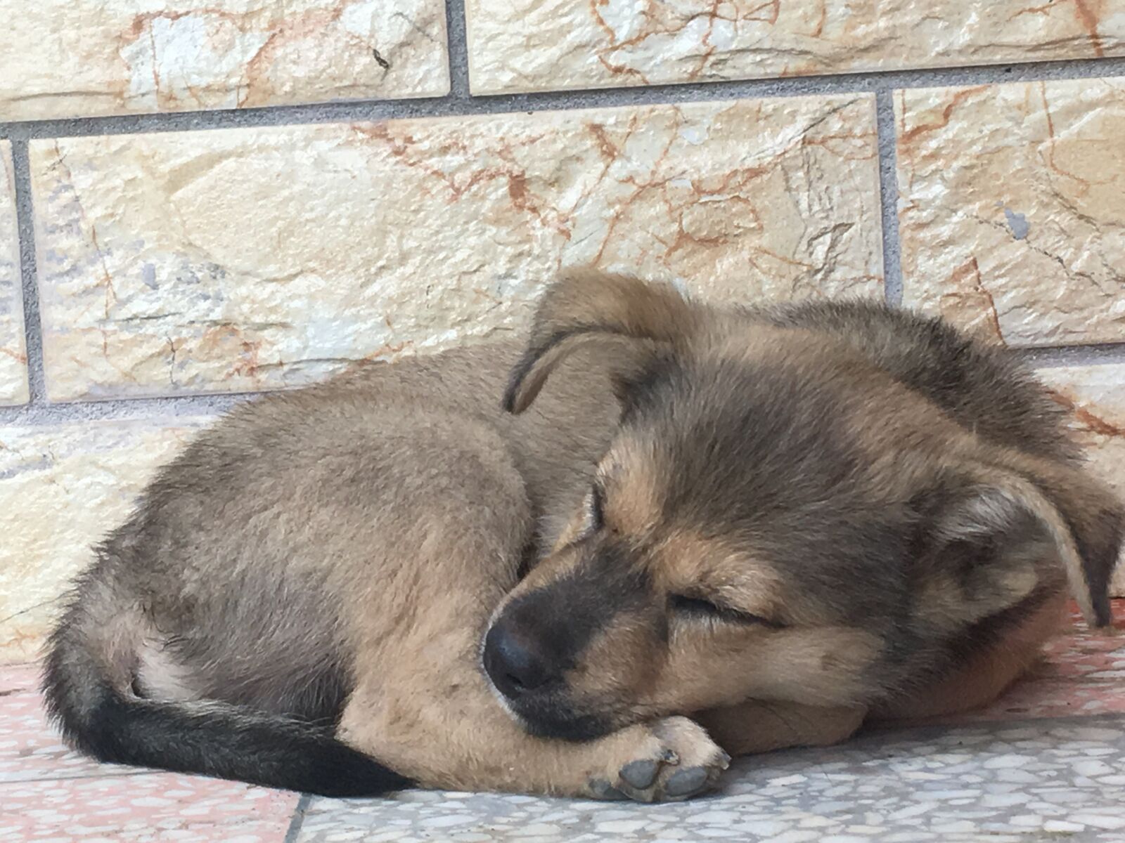 Apple iPhone 6s sample photo. Puppy, dogs, sleep photography