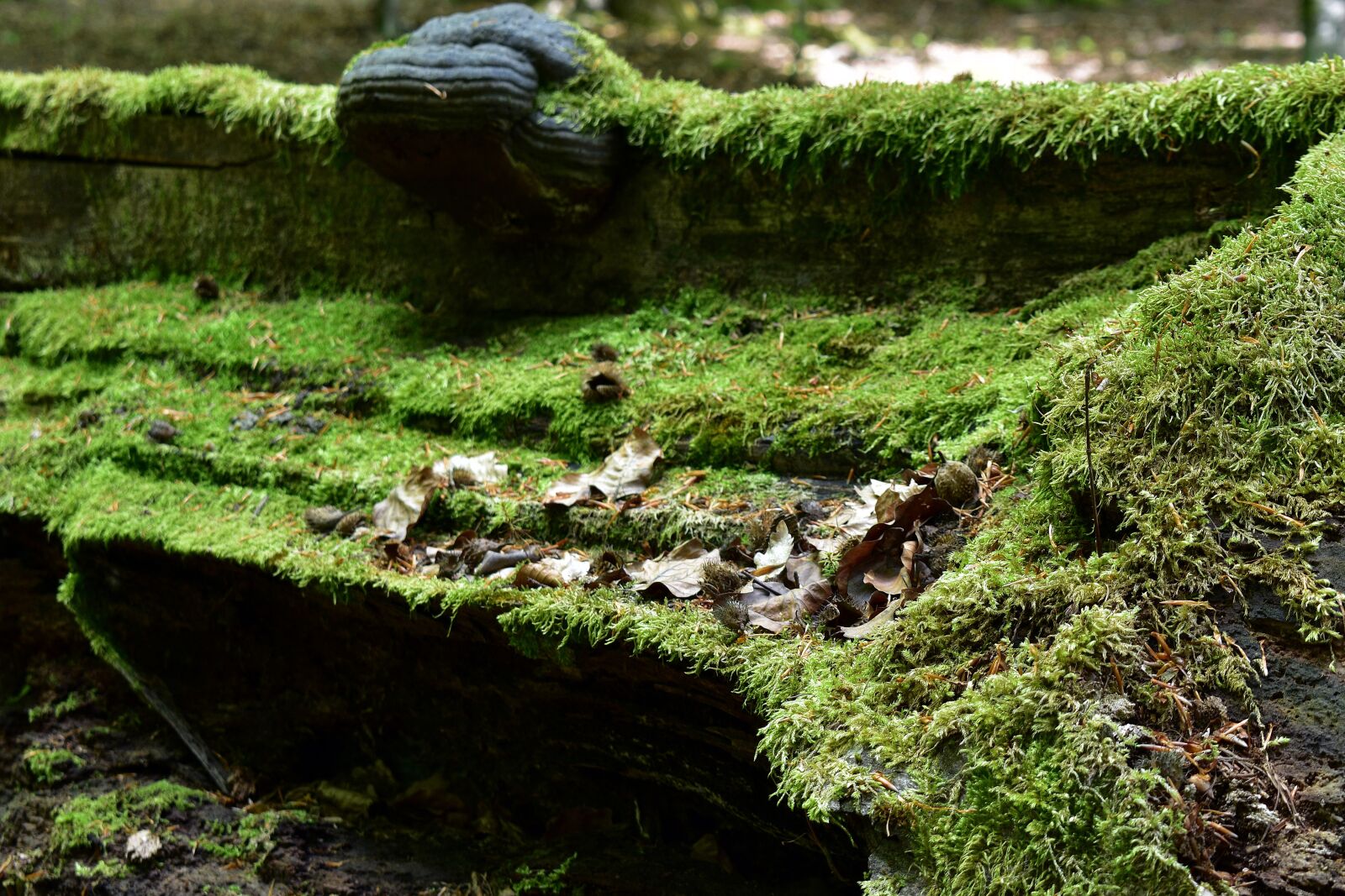 Nikon D3400 sample photo. Moss, nature, hub photography