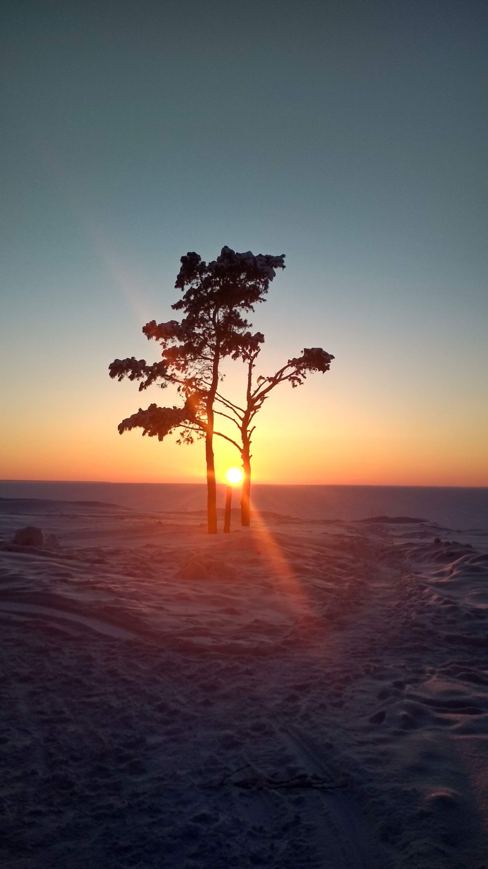 Xiaomi Redmi 4X sample photo. Tree, sun, nature photography