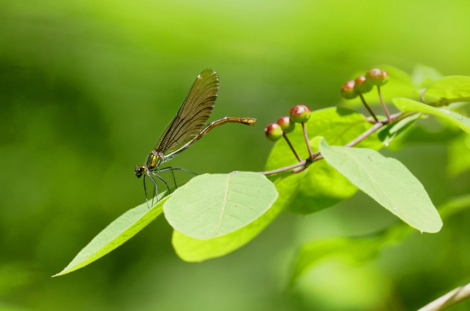 Panasonic Lumix DMC-FZ1000 sample photo. Blue-winged demoiselle, calopteryx virgo photography