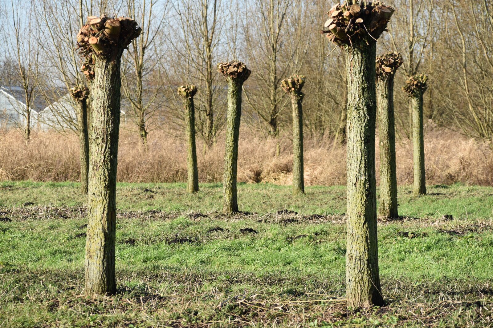 Nikon D5500 sample photo. Landscape, no person, outdoor photography