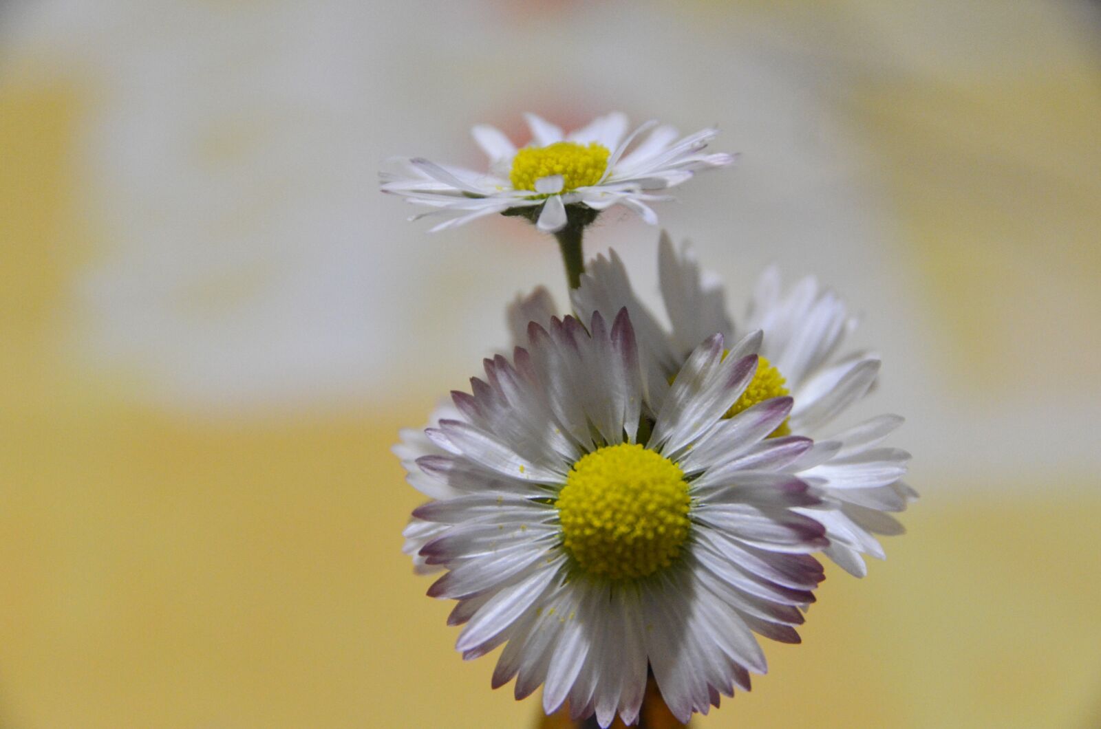 Nikon D7000 sample photo. Field bloom, flower, meadow photography