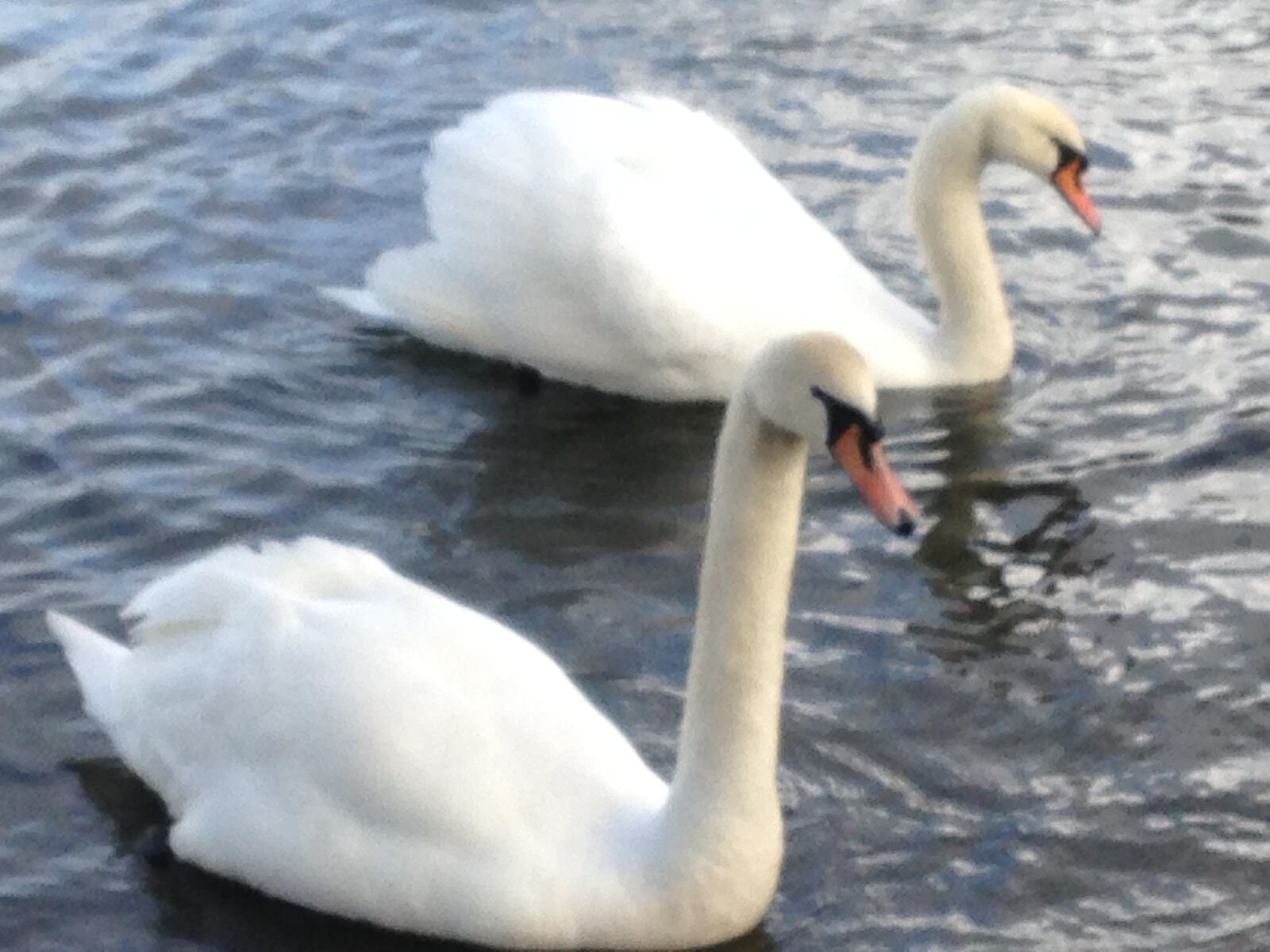 iPhone 5 back camera 4.12mm f/2.4 sample photo. Swan, swans, bird photography