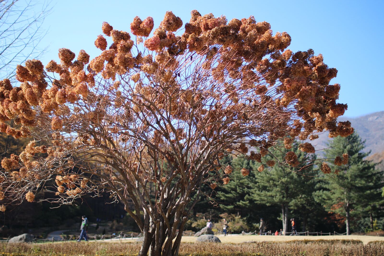 Canon EOS 650D (EOS Rebel T4i / EOS Kiss X6i) sample photo. Arboretum, wood, sky photography