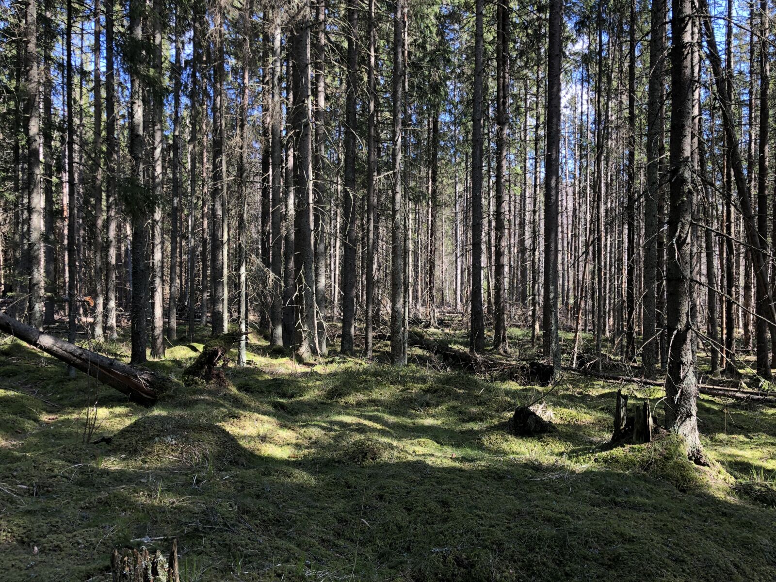 iPhone X back dual camera 4mm f/1.8 sample photo. Finland, forest, nature photography