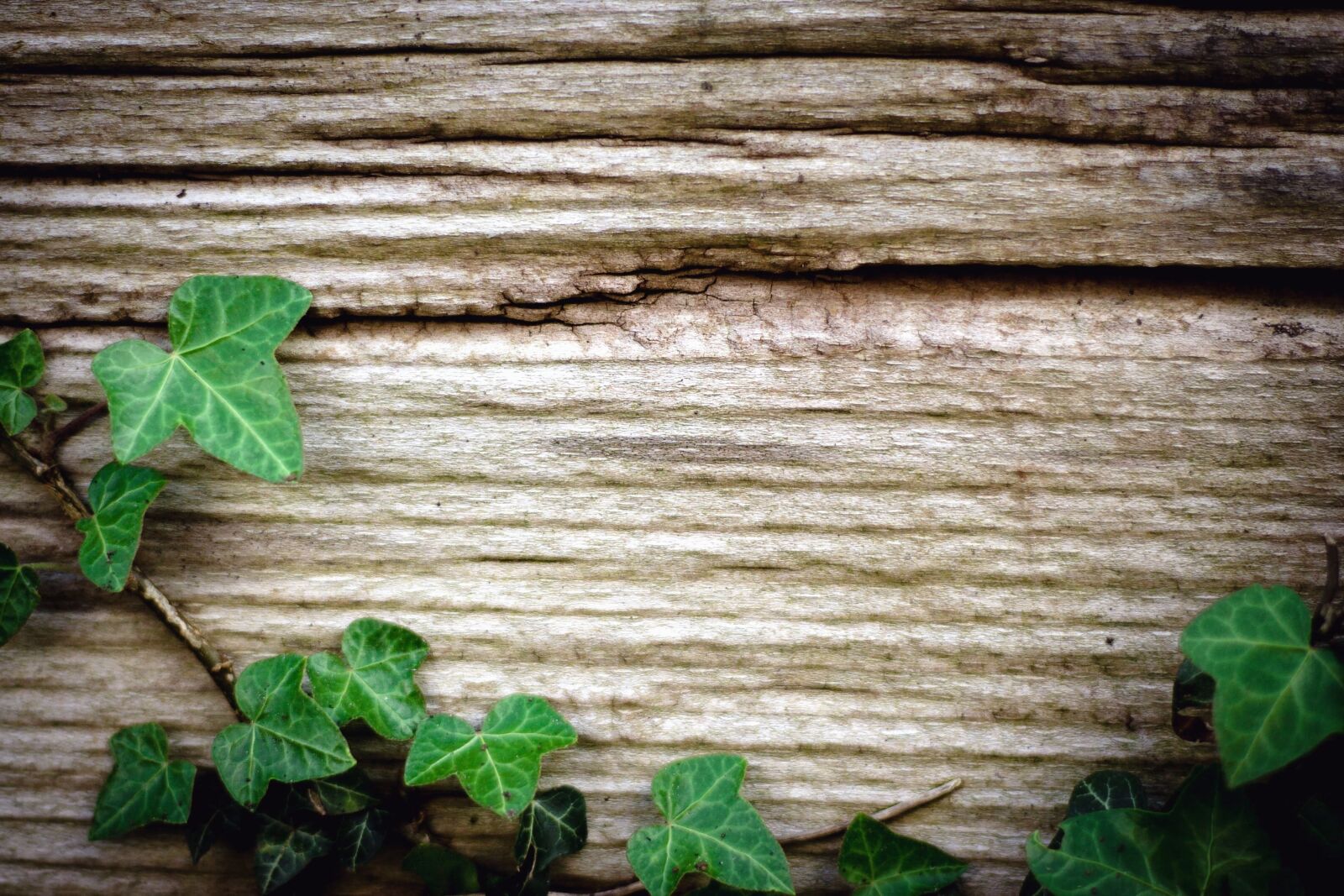 Canon EOS 400D (EOS Digital Rebel XTi / EOS Kiss Digital X) sample photo. Wood, wall, texture, ivy photography