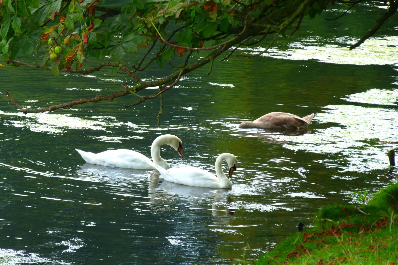 Panasonic Lumix DMC-FZ40 (Lumix DMC-FZ45) sample photo. Swans, lake, park photography