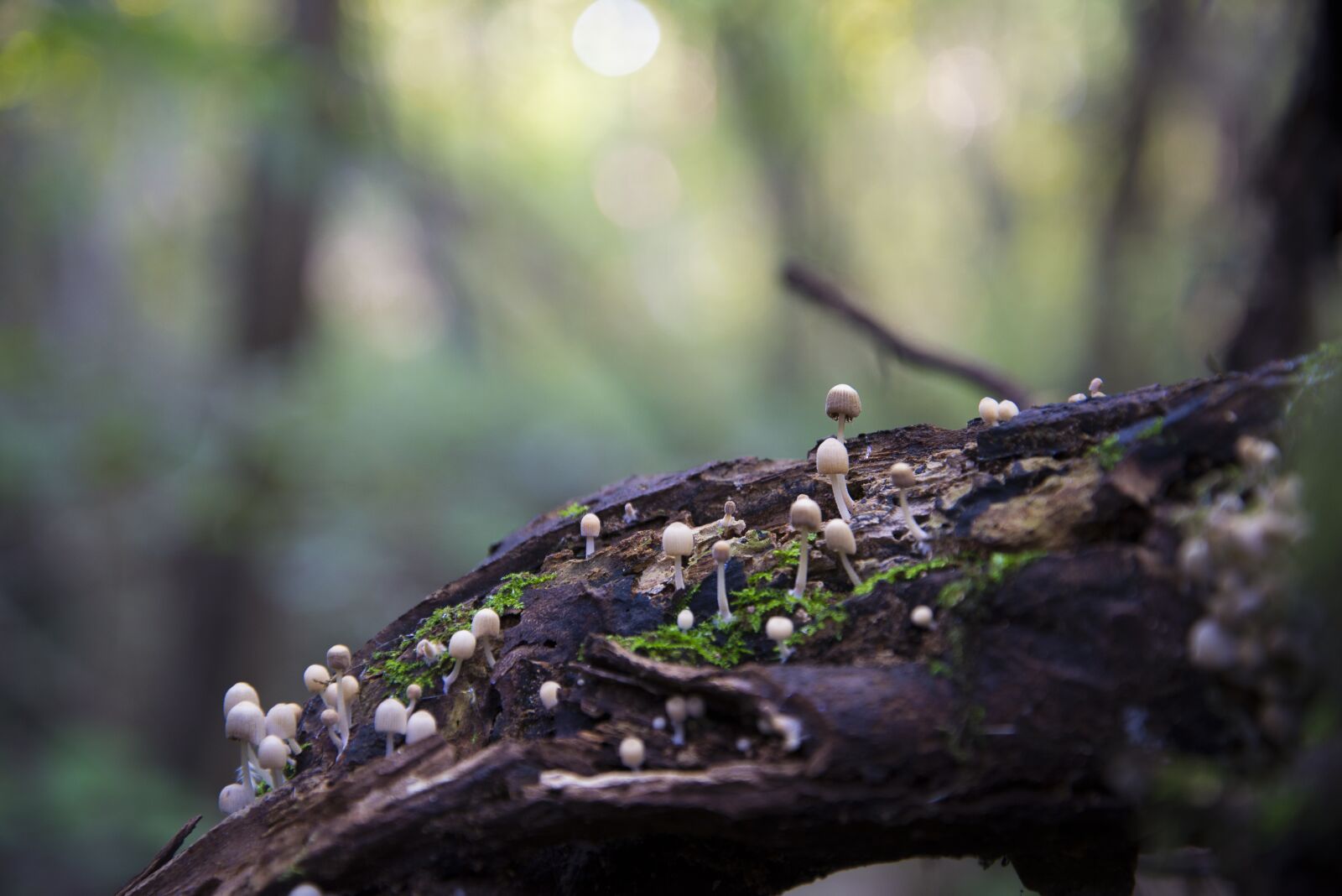 Nikon D600 sample photo. Mushroom, nature, autumn photography