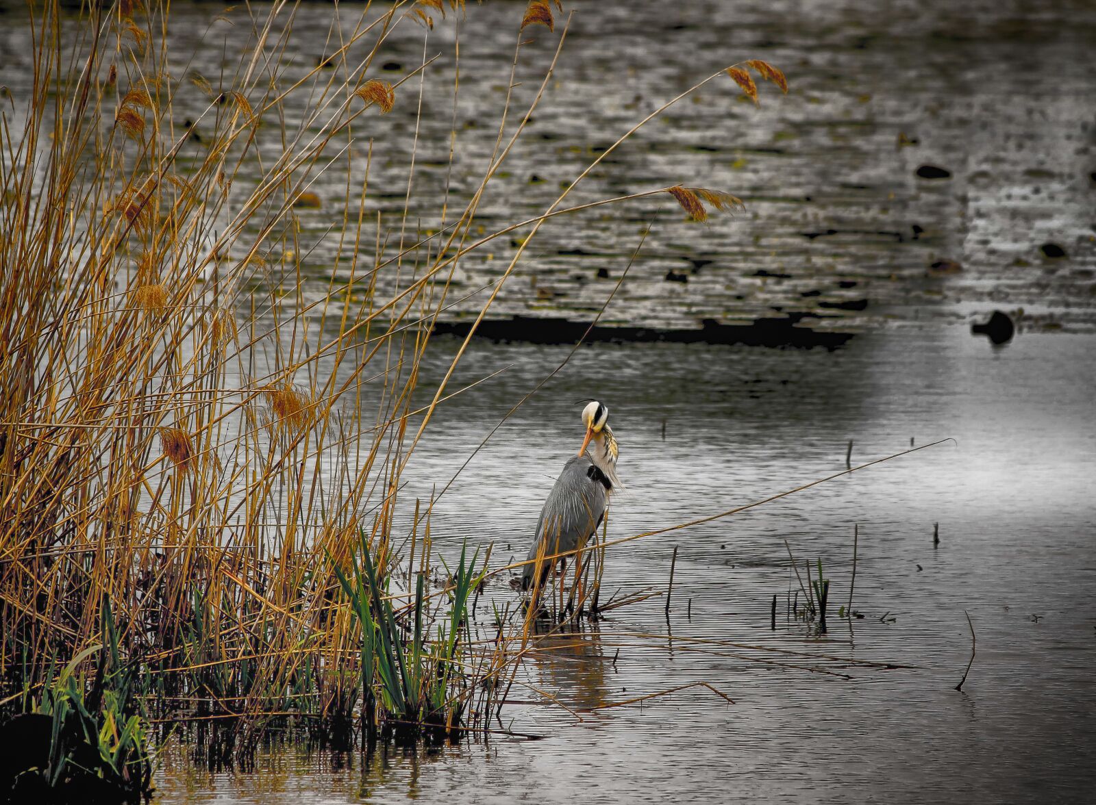 Canon EOS 1100D (EOS Rebel T3 / EOS Kiss X50) sample photo. Heron, dark, reeds photography