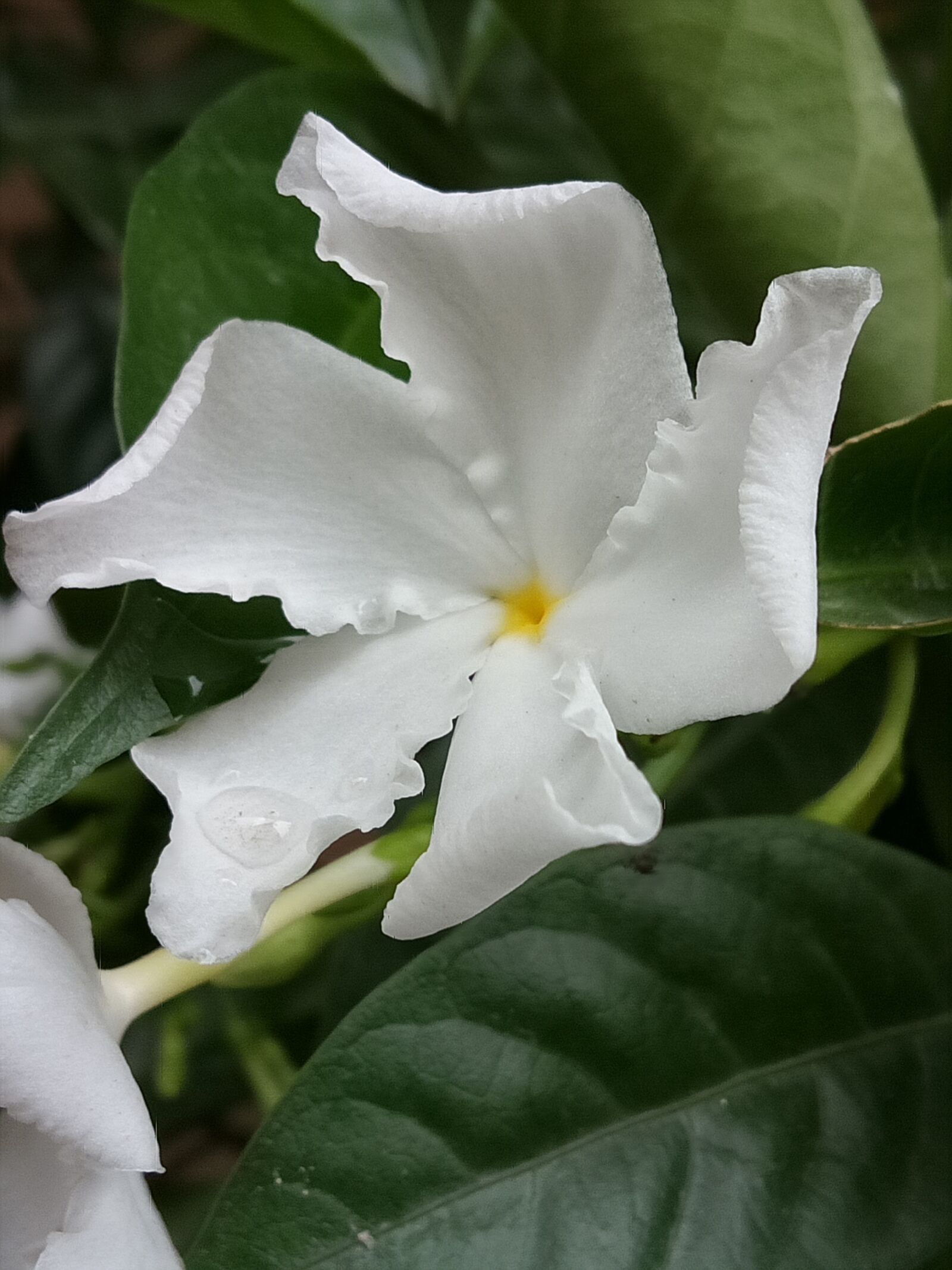 GIONEE F103 Pro sample photo. Rain drop on flower photography