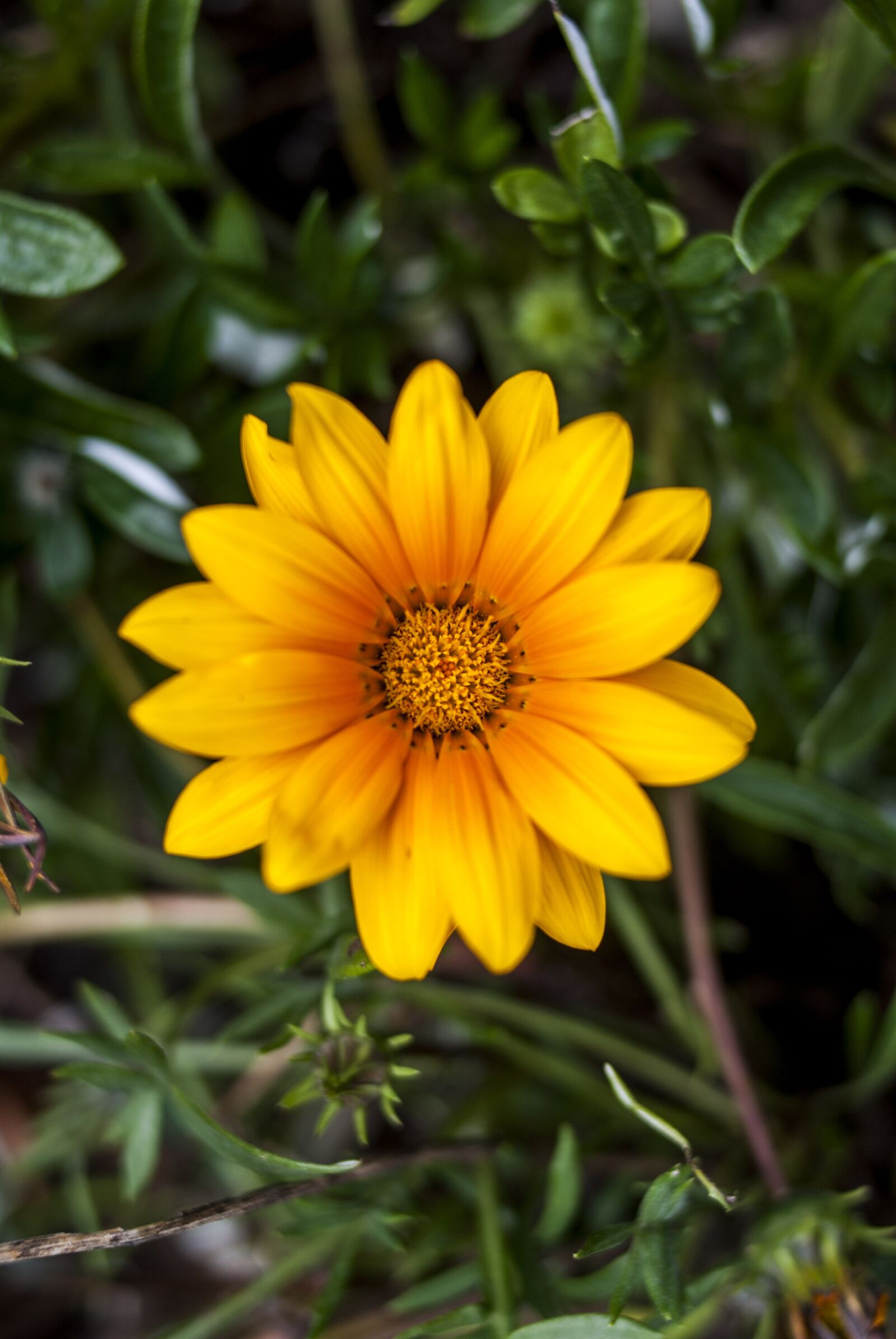 Nikon D60 sample photo. Nature, plant, flower photography