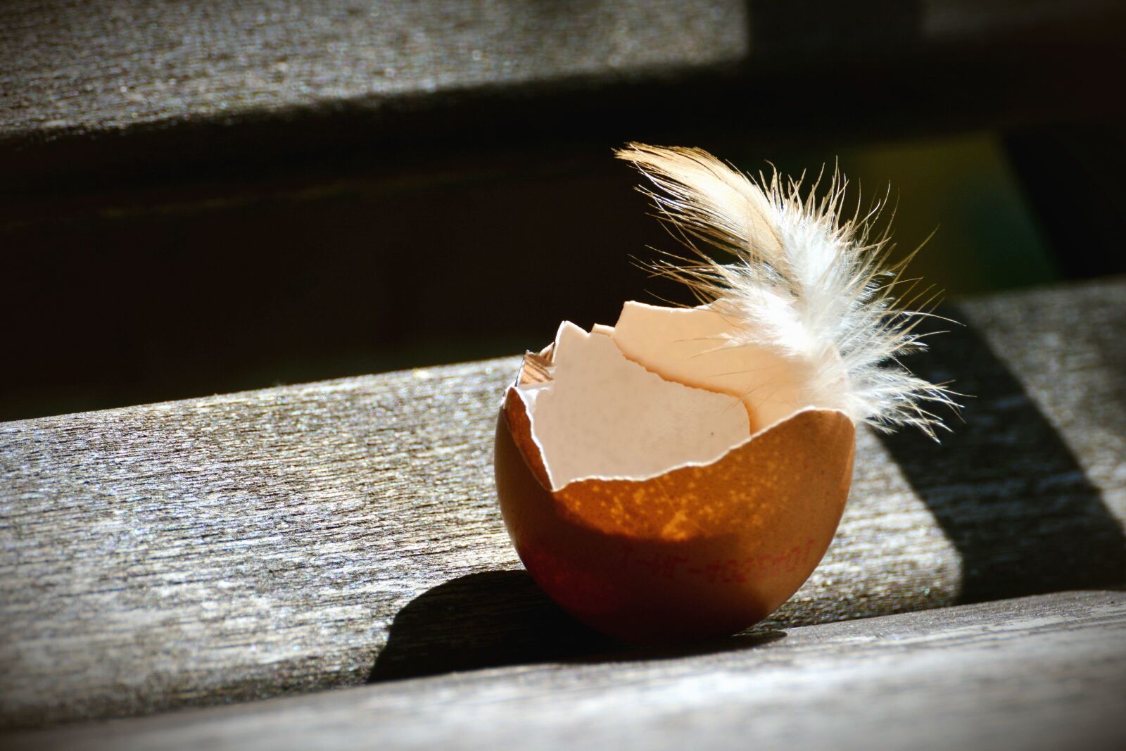 Nikon D5200 sample photo. Egg, chicken, feather, wood photography