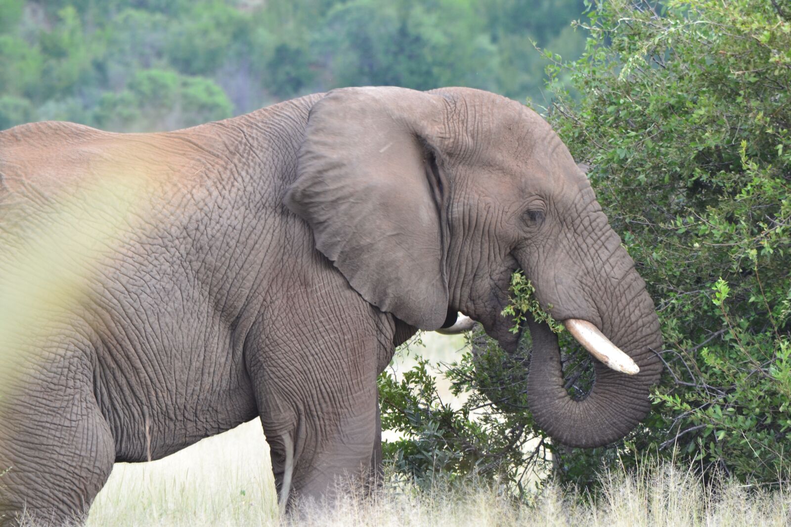 Nikon D3100 sample photo. Elephant, eating, nature photography