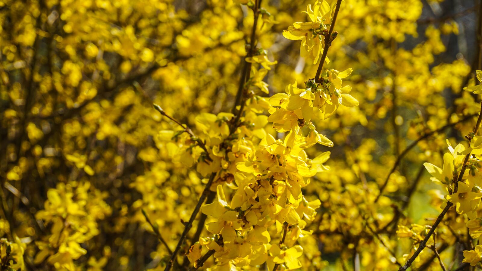 Sony a6000 sample photo. Nature, flowers, yellow photography