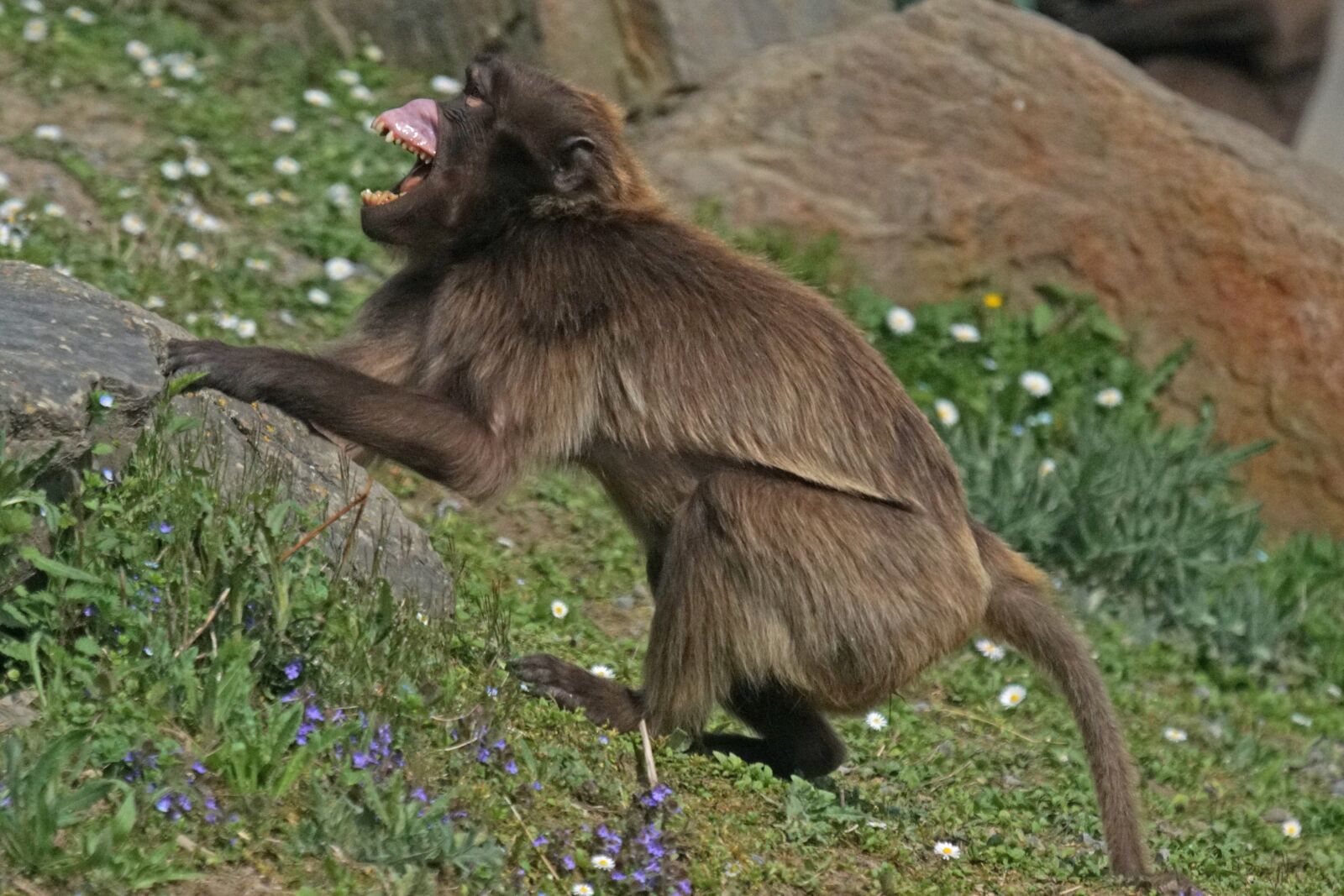 Sony ILCA-77M2 + Sony 70-400mm F4-5.6 G SSM sample photo. Dschelada, threatening, primate photography