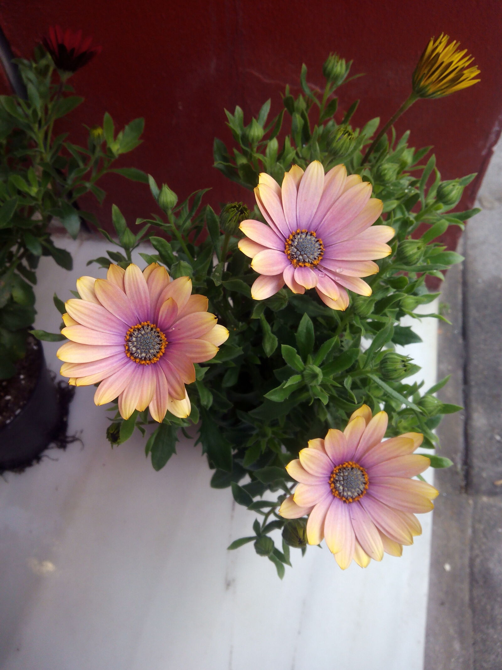 bq Aquaris E5 FHD sample photo. Flowers photography