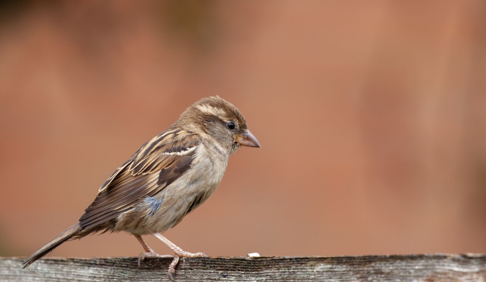 Canon EOS 5D Mark II + Canon EF 100-400mm F4.5-5.6L IS II USM sample photo. Sparrow, garden bird, cute photography