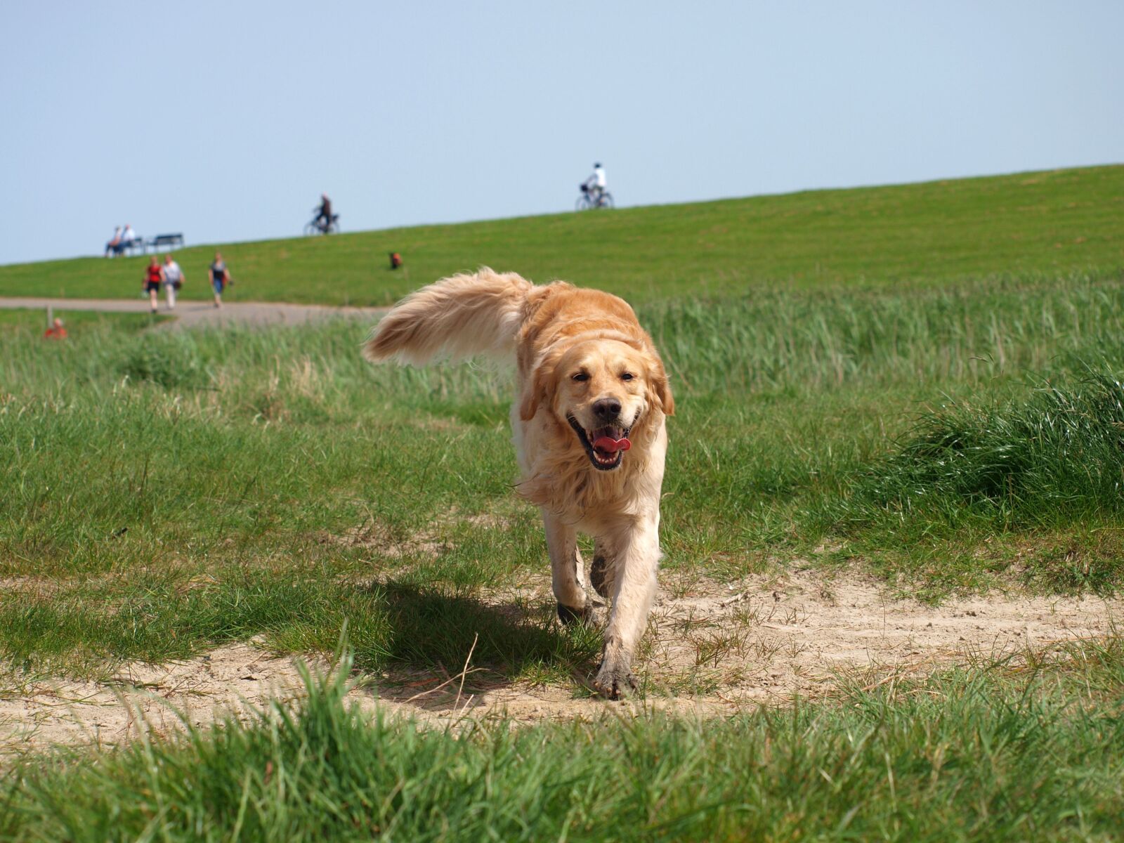 Olympus E-420 (EVOLT E-420) sample photo. Golden retriever, dog, animal photography