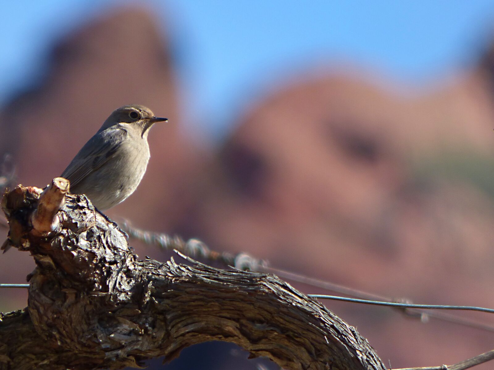 Panasonic Lumix DMC-FZ70 sample photo. Black redstart, vineyard, vine photography