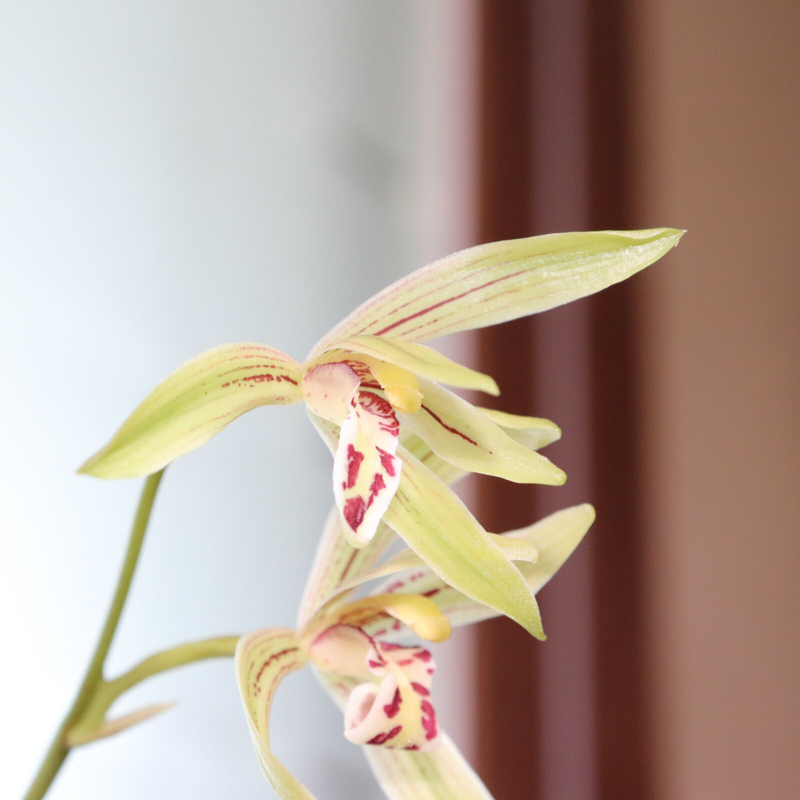 Canon EOS 800D (EOS Rebel T7i / EOS Kiss X9i) sample photo. Orchid, flower, white photography