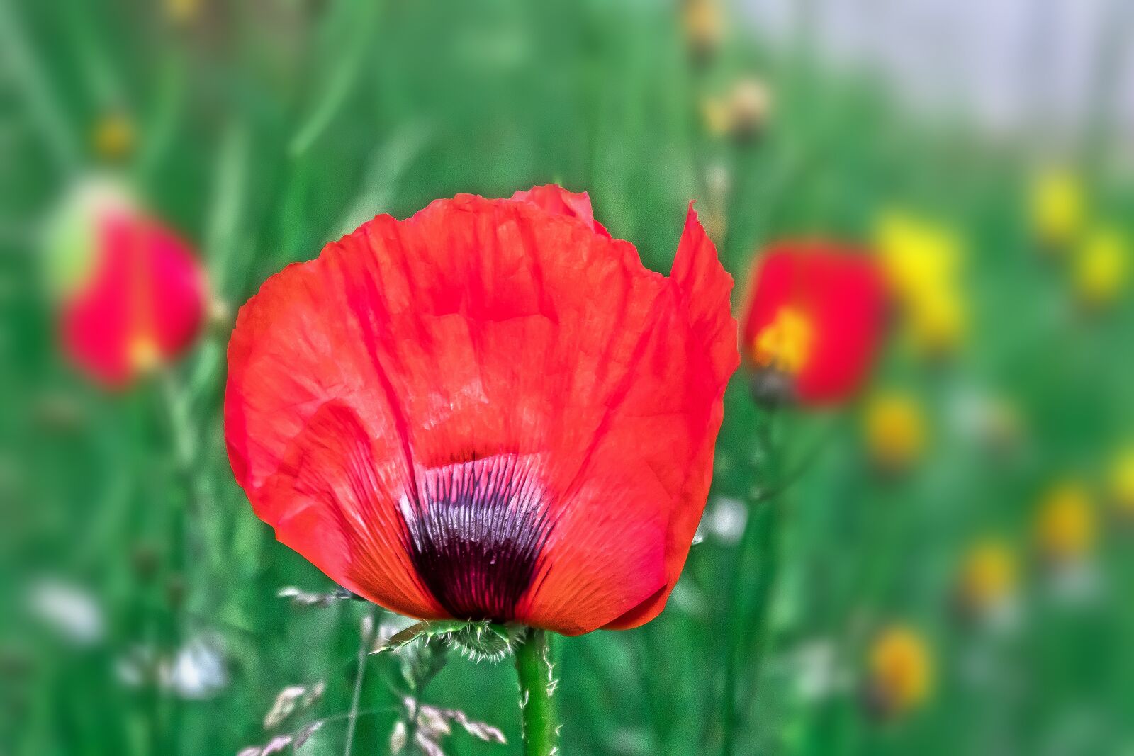 Canon EOS 1300D (EOS Rebel T6 / EOS Kiss X80) sample photo. Poppy, flower, nature photography