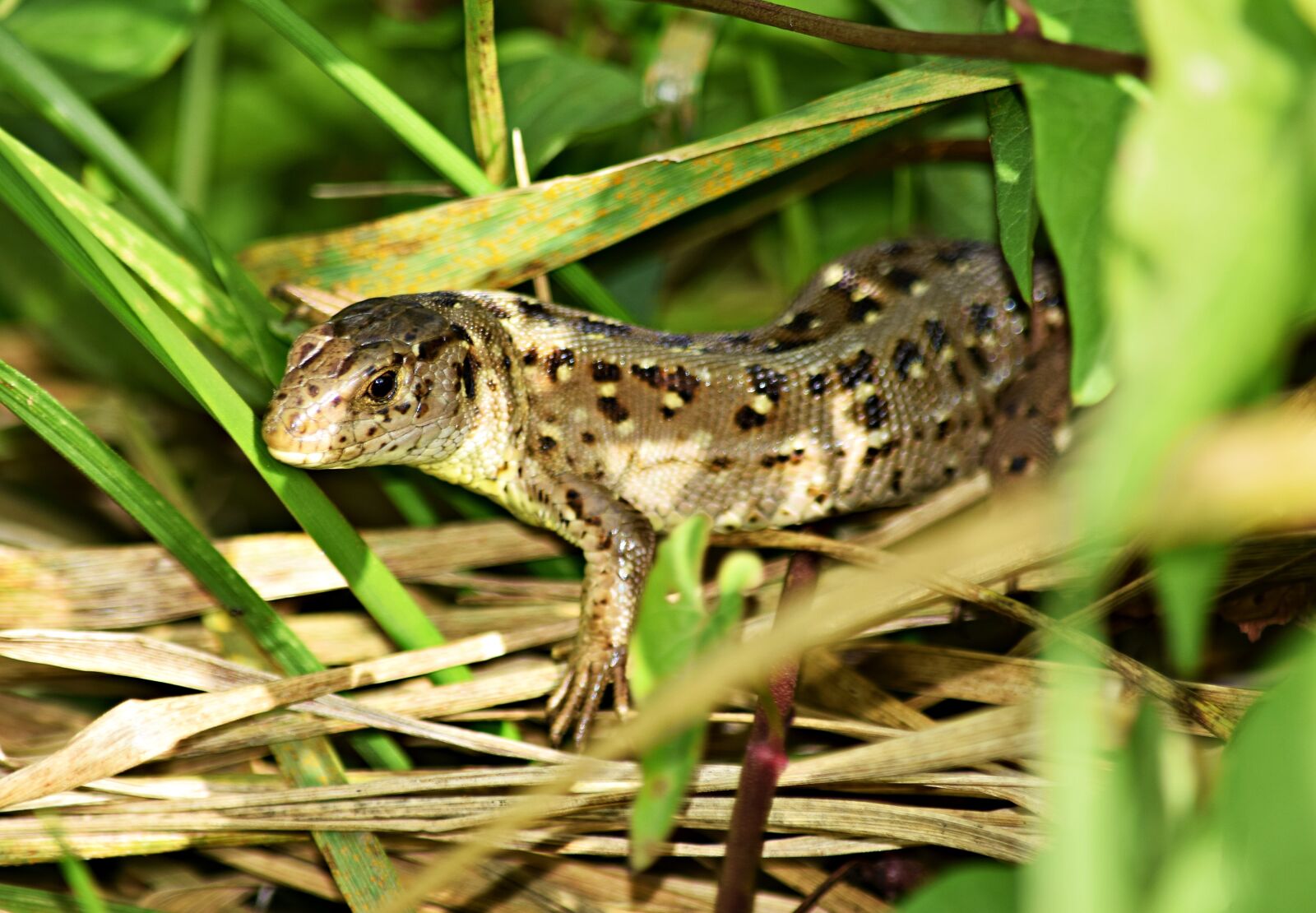 Nikon D5300 sample photo. The lizard, gad, grass photography