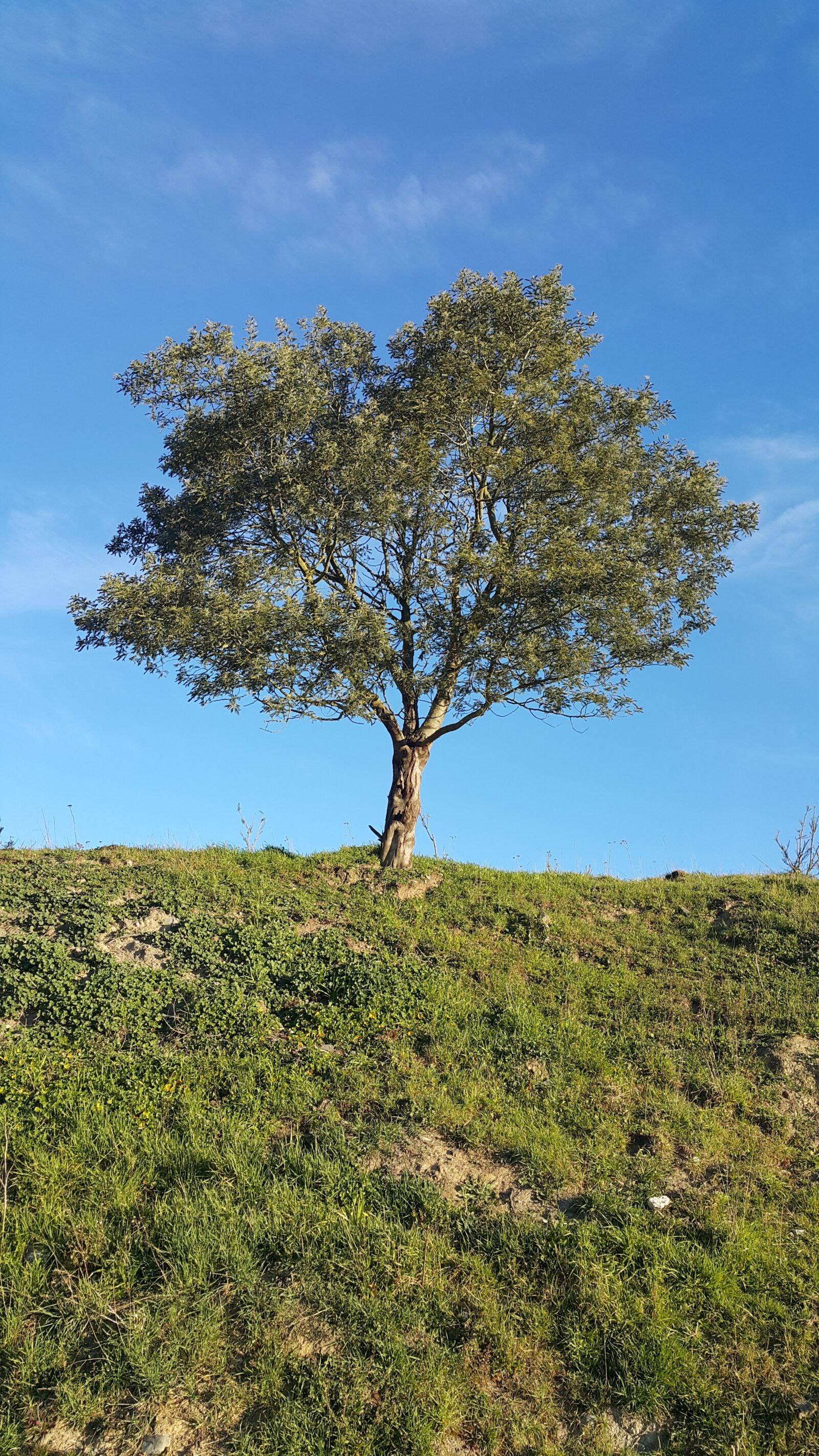 Samsung Galaxy Note4 sample photo. Tree, nature, wood photography
