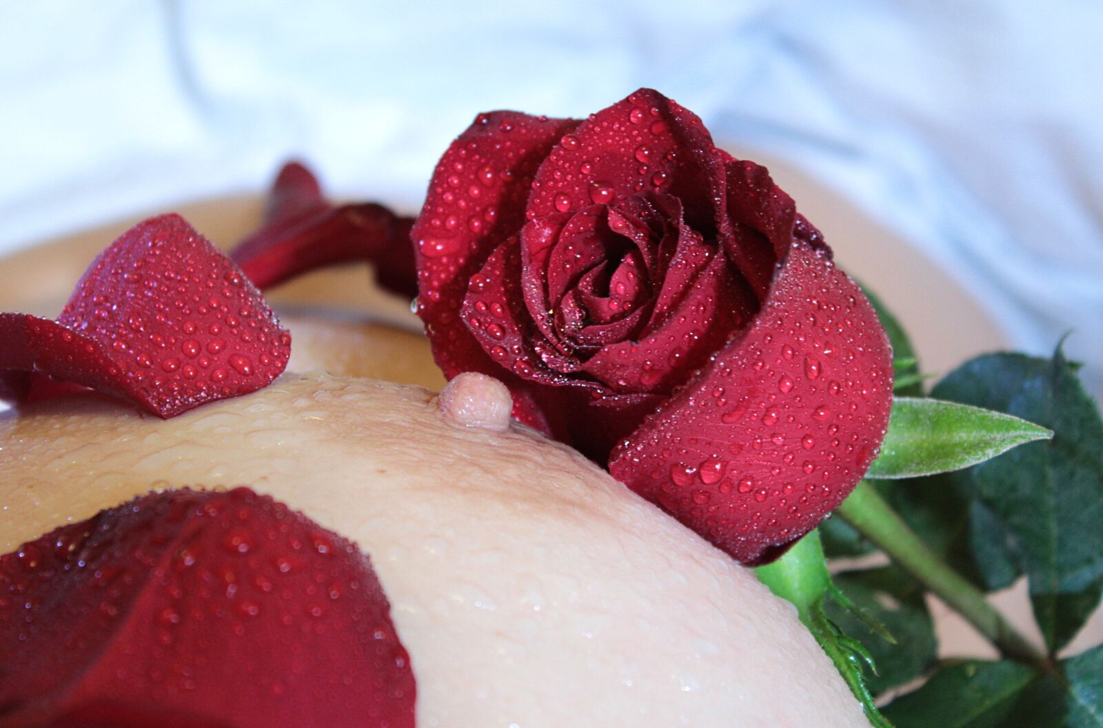 Canon EOS 600D (Rebel EOS T3i / EOS Kiss X5) sample photo. Nipple, breast, rose photography