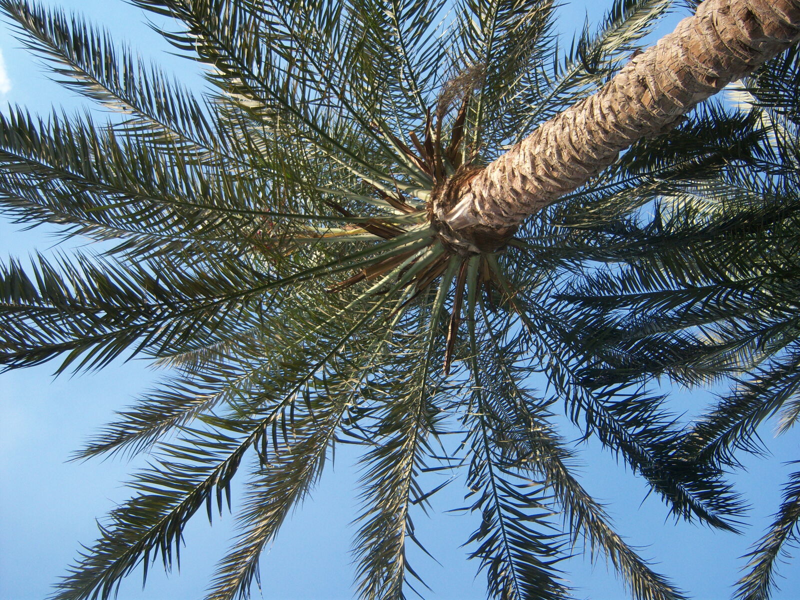 Kodak EASYSHARE V1003 ZOOM DIGITAL CAMERA sample photo. Palm photography