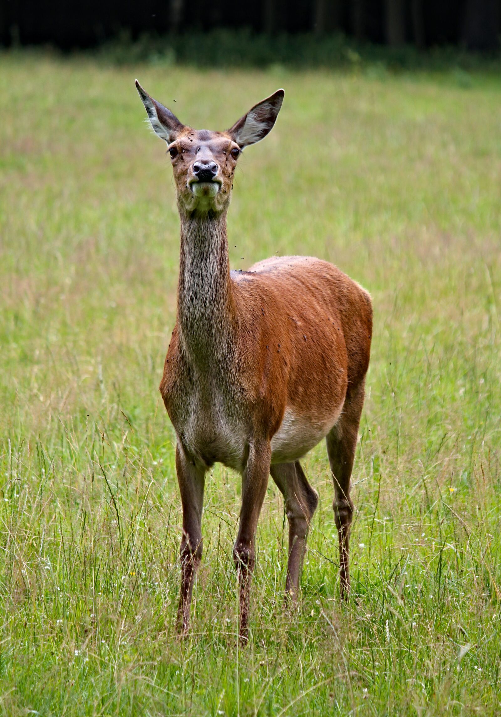 Canon EOS 550D (EOS Rebel T2i / EOS Kiss X4) sample photo. Doe, female, hart photography