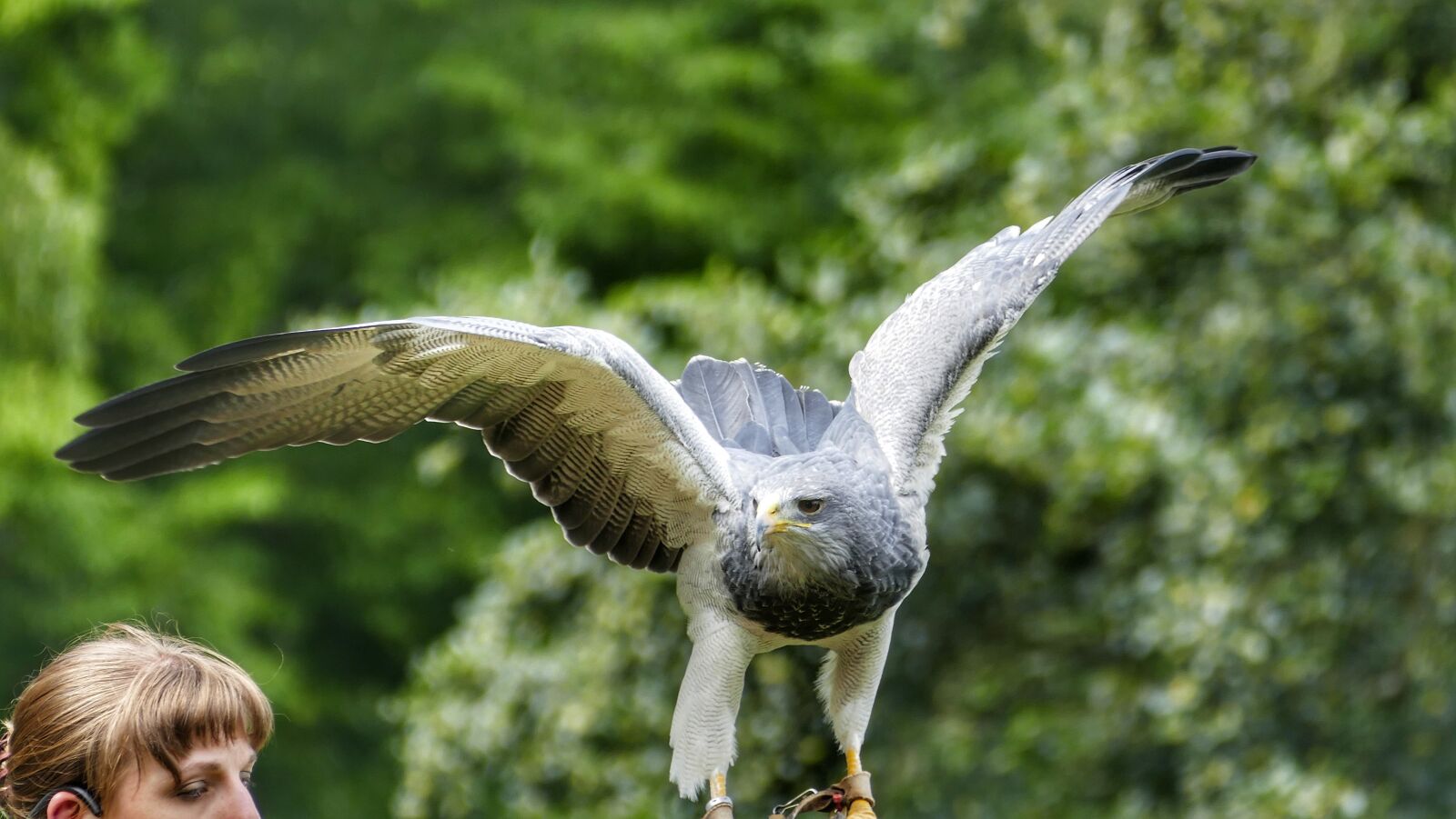 Panasonic Lumix DMC-FZ1000 sample photo. Griffin, bird, raptor photography