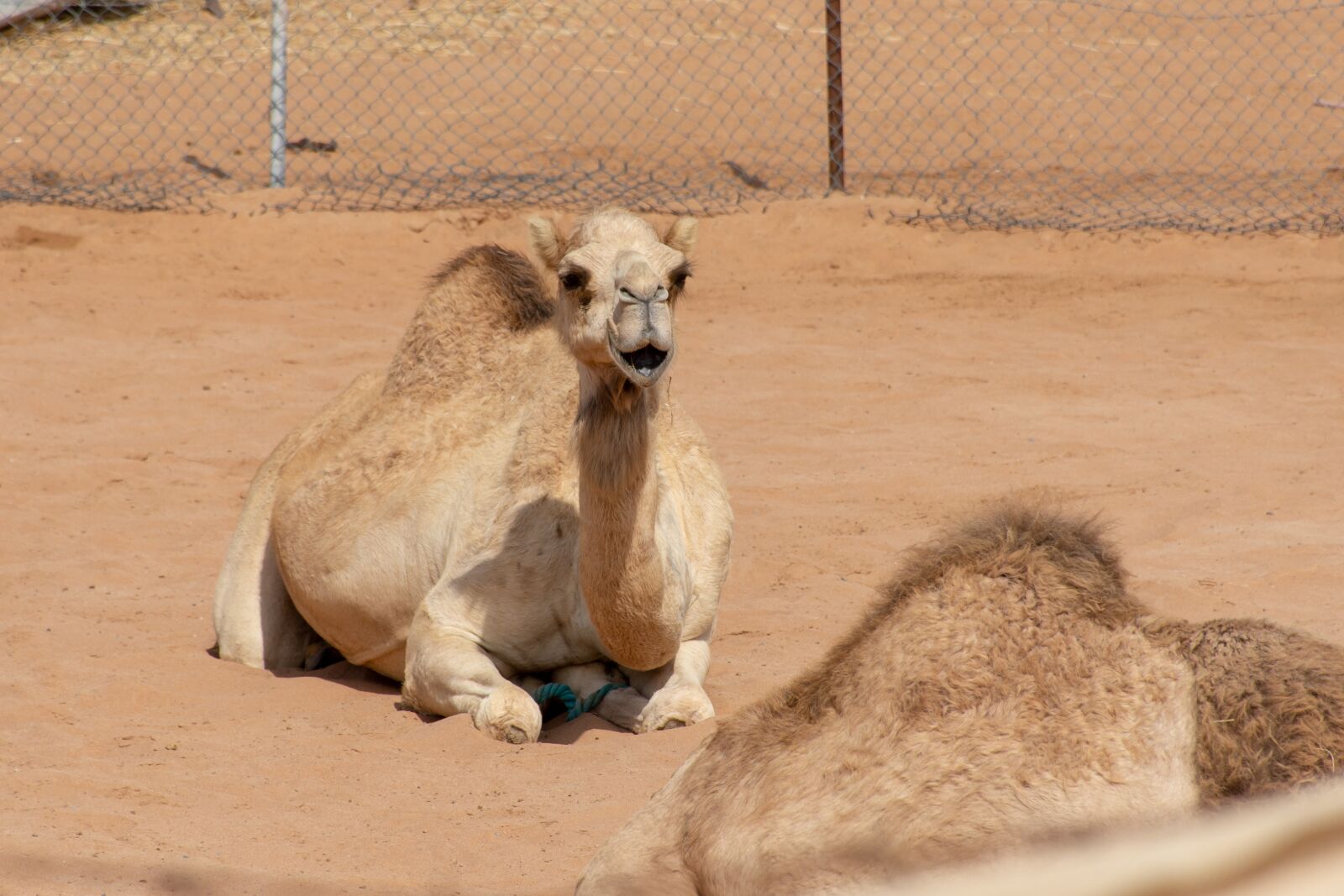 Nikon D7200 sample photo. Body, camel, culture photography