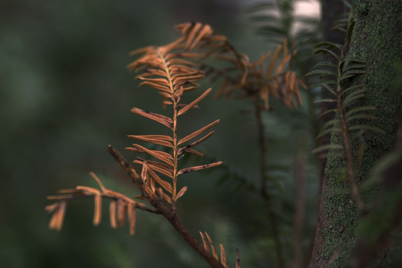 Canon EOS 6D sample photo. Branches, pine, forest photography