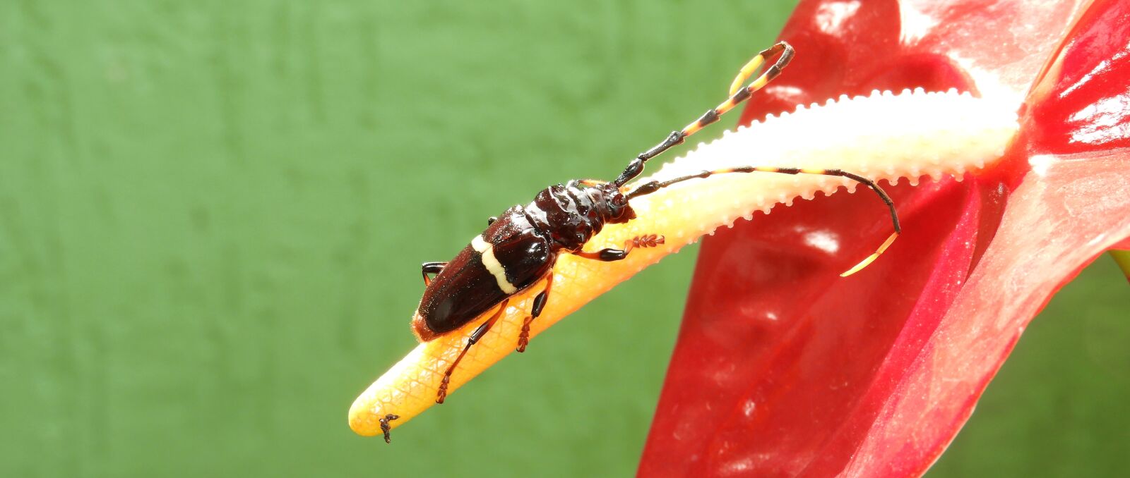 Nikon Coolpix B700 sample photo. Macro, insect, flower photography