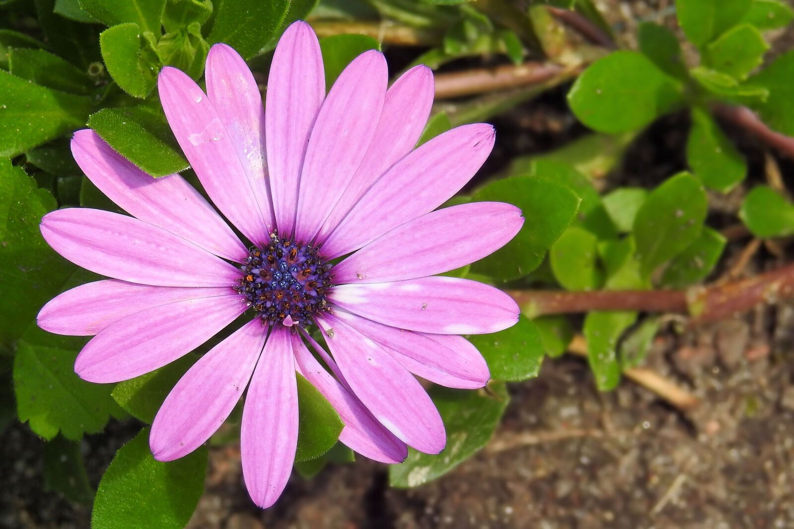 Nikon Coolpix P900 sample photo. Bornholm marguerite, magarite, pink photography