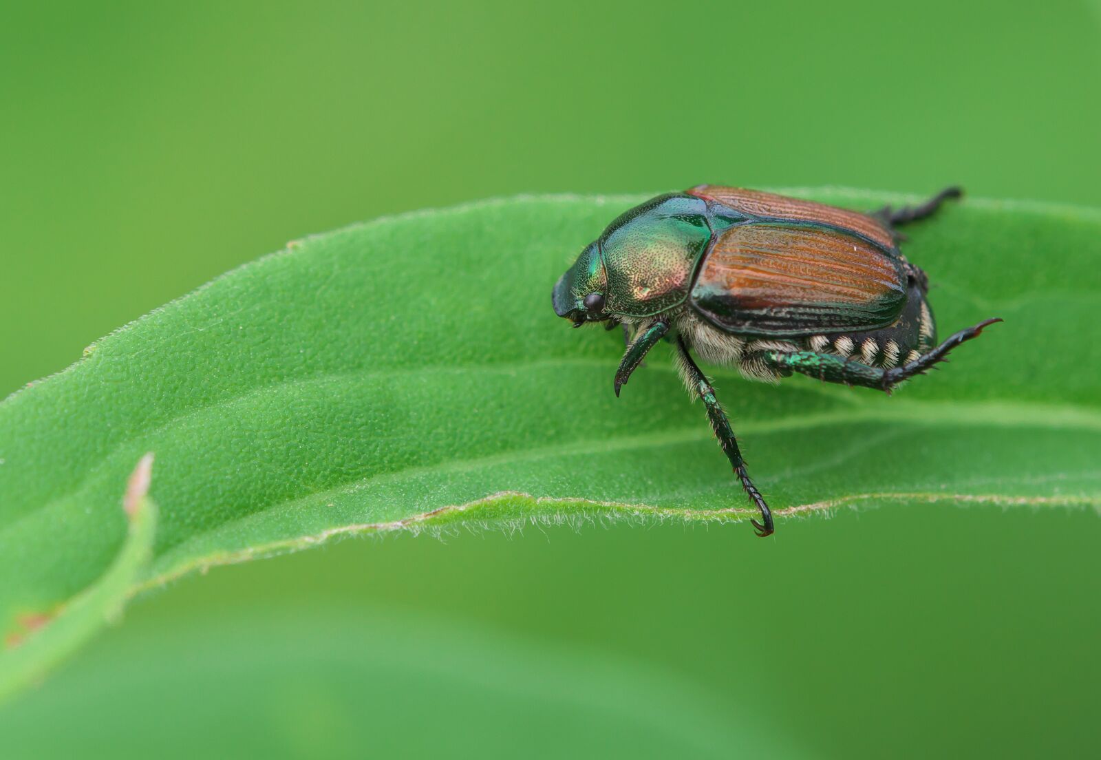Canon EOS 70D sample photo. Japanese beetle, beetles, insect photography